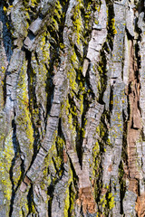 tree bark