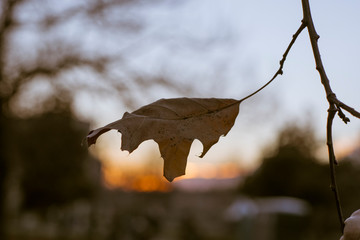 Dead leaf on tree with sunset in the background