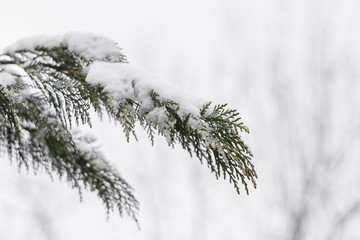 Cedar foliage covered in snow on a snowy background No. 2