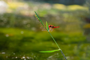 Red Dragonfly on the grass-blade.