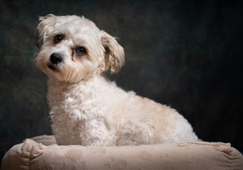 Bella cavachon