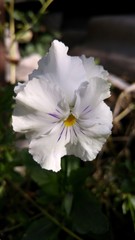 White pansy on a sunny day in the garden. Close-up
