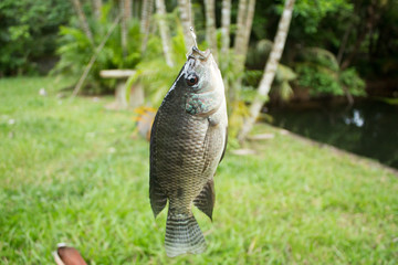 Fishing Nile Oreochromis niloticus in the pond from Phuket Thailand