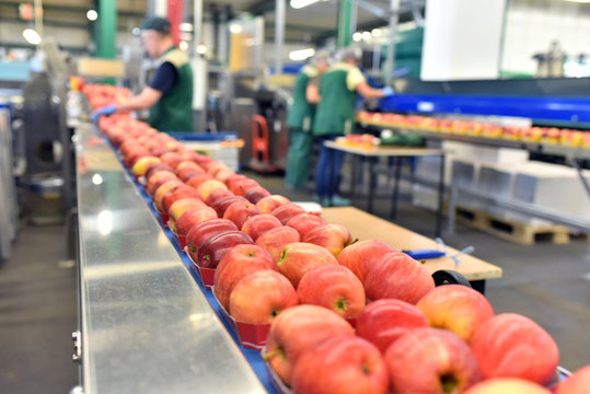 Äpfel auf dem Fliessband in einer Lebensmittelfabrik zum Versand und einpacken - Closeup mit Arbeitern im Hintergrund // Apples on the assembly line in a food factory for shipping and packing