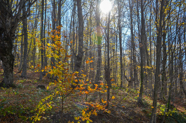 Beautiful forest landscape with vibrant Autumn Fall season colors