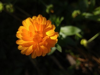 Flower in the sunlight on a dark background