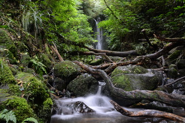 Fototapeta premium Waterfall and Forest