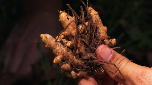 Leaves being cleared with a spade from the soil in a turmeric plantation.