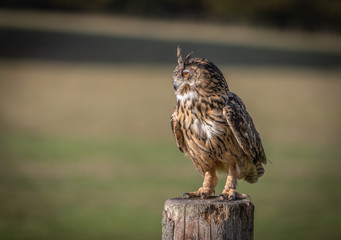 Eagle Owl