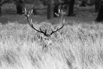 black and white deer