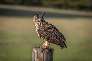 Eagle Owl