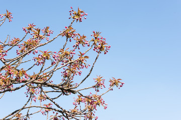 Looking up at pink Sakura buds against blue sky - cherry blossom trees in spring - waiting