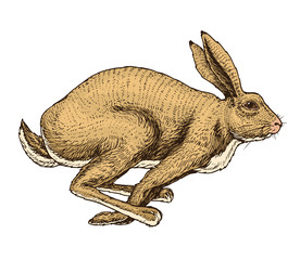 Soaring hare Wild forest animal jumping up. Gray rabbit. Vintage style. Engraved hand drawn sketch.