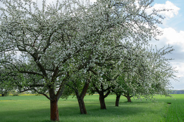 Obraz premium Beautiful Landscape with Blossoming Trees Garden in Spring. Springtime.