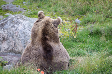 Brown bear resting on grass