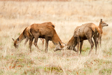 Deer in richmond park