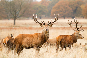Deer in richmond park