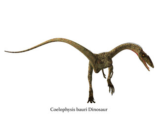 Coelophysis Dinosaur Tail with Font - Coelophysis was a carnivorous theropod dinosaur that lived in North America during the Triassic Period.