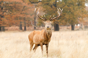 Deer in richmond park