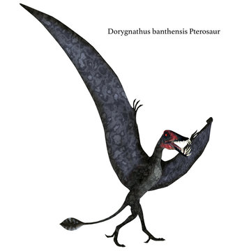 Dorygnathus Pterosaur on Ground with Font - Dorygnathus was a carnivorous Pterosaur reptile that lived in Europe during the Jurassic Period.