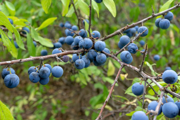 wild berries. Prunus spinosa, called blackthorn or slow.