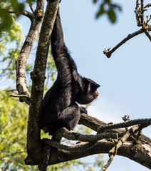 Siamang - Symphalangus syndactylus