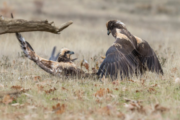 western marsh harrier (Circus aeruginosus)