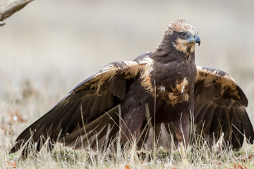western marsh harrier (Circus aeruginosus)