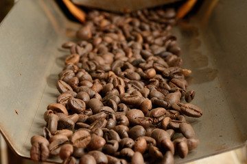 roasted coffee beans on a conveyor belt