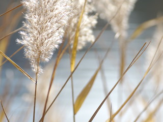 Shore of Reed