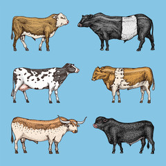 Farm cattle bulls and cows. Different breeds of domestic animals. Engraved hand drawn monochrome sketch. Vintage line art.