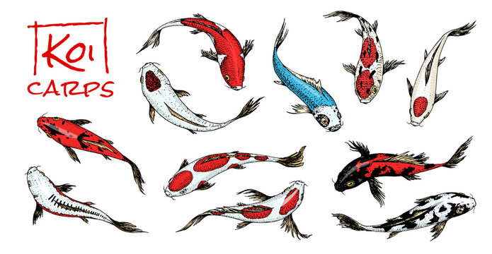 Set of Koi carps, japanese fish on white background. colored korean animals. Sea creature. Engraved hand drawn. Vintage tattoo monochrome sketch.
