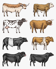 Farm cattle bulls and cows. Different breeds of domestic animals. Engraved hand drawn monochrome sketch. Vintage line art.