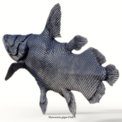 Mawsonia Fish Tail with Font - Mawsonia was a extinct coelacanth lobe-finned fish that prowled the deep ocean during the Triassic and Cretaceous Periods of North Africa and Brazil, South America. © Catmando