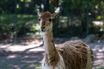 Vikunja - Lama glama