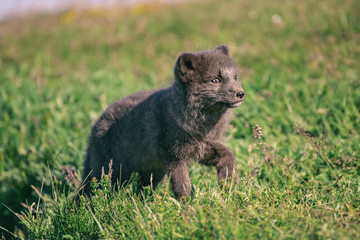 Arctic fox cub