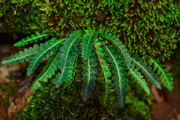 medicinal herbs and natural habitat