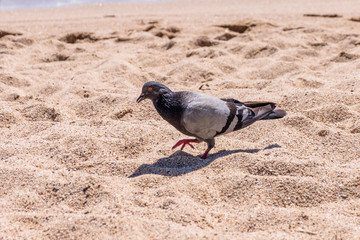 Interesting pigeon on the beach