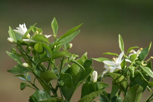 green plant in the garden