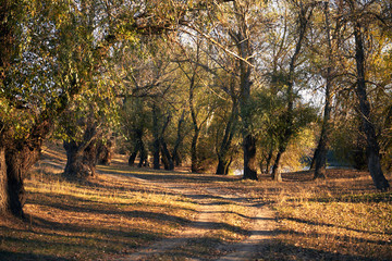 ground road and beautiful trees in the autumn forest,bright sunlight with shadows at sunset