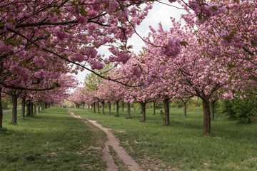 Path lined with Sakura trees in bloom - cherry blossoms walking path