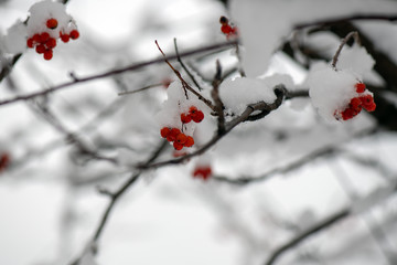 bright red rowan on snowy tree branches in winter