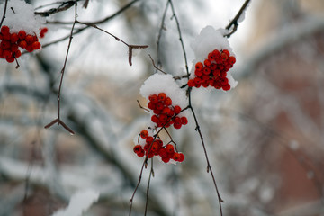 bright red rowan on snowy tree branches in winter