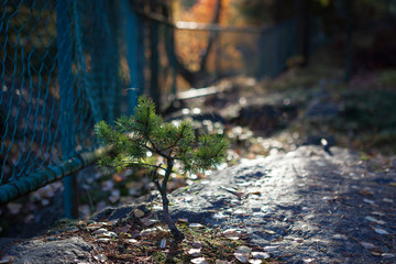 Small pine growing at forest park in sunlight