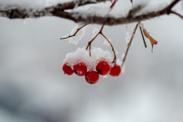 bright red rowan on snowy tree branches in winter