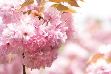 Close up of pink Sakura flowers - cherry blossoms in spring