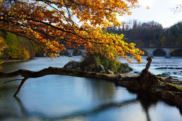 rheinfall baum im wasser