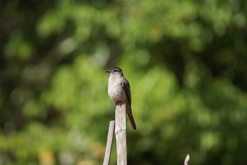 bird on a branch