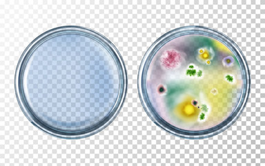 Petri dishes clean and with various bacterial microorganisms, mold cultures realistic vector isolated on transparent background. Science research, experiment concept. Laboratory equipment illustration