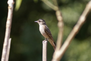 bird on a branch